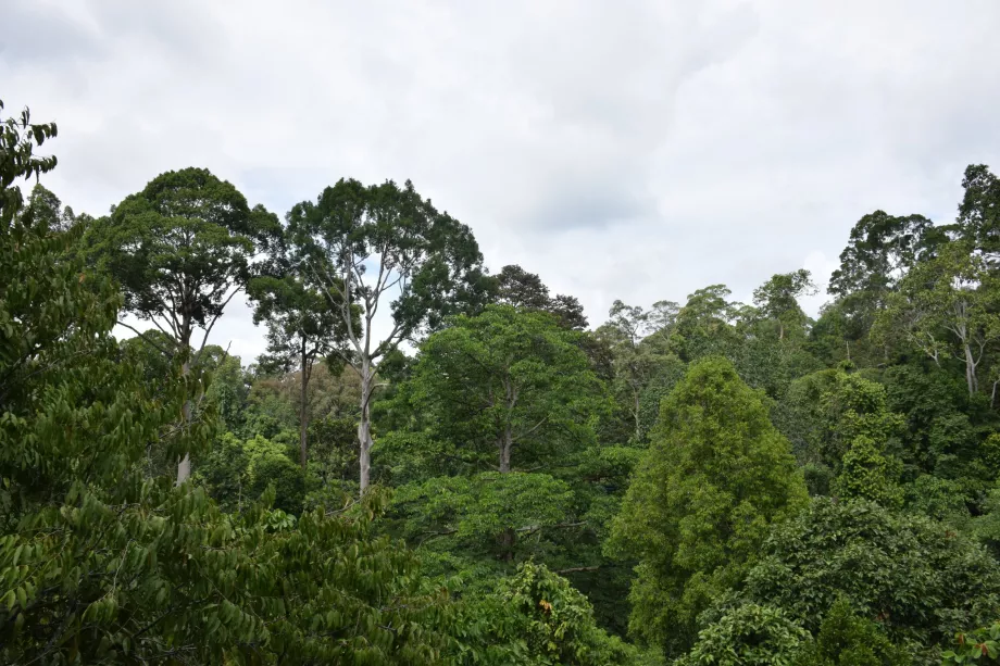 Danum Valley-junglen, Sabah, Borneo