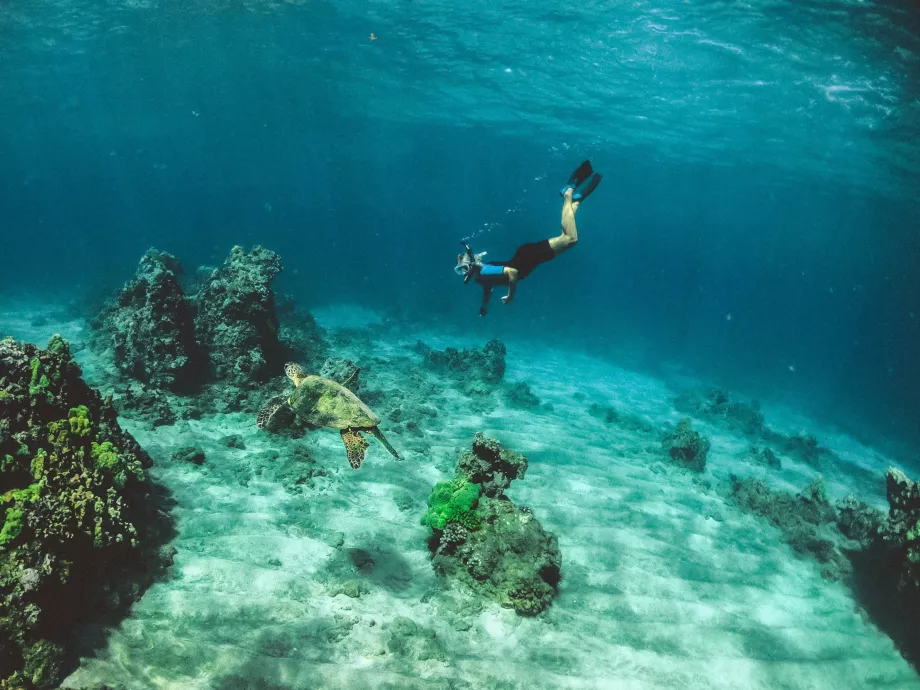 Snorkling på Oahu