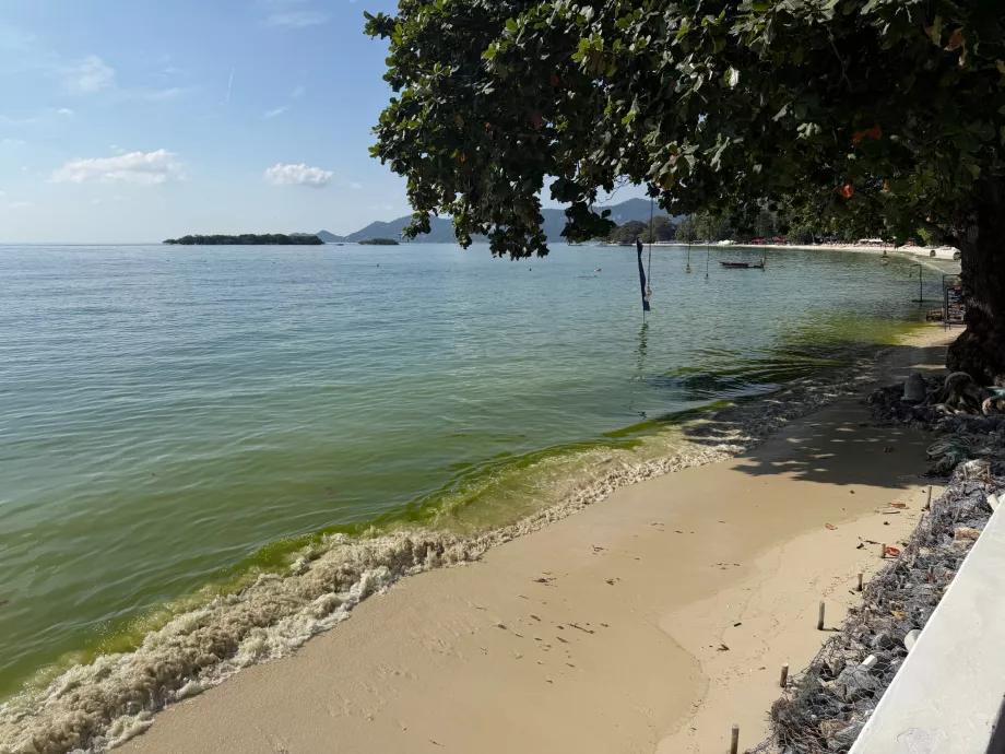 Hotellets strand er fuld af alger