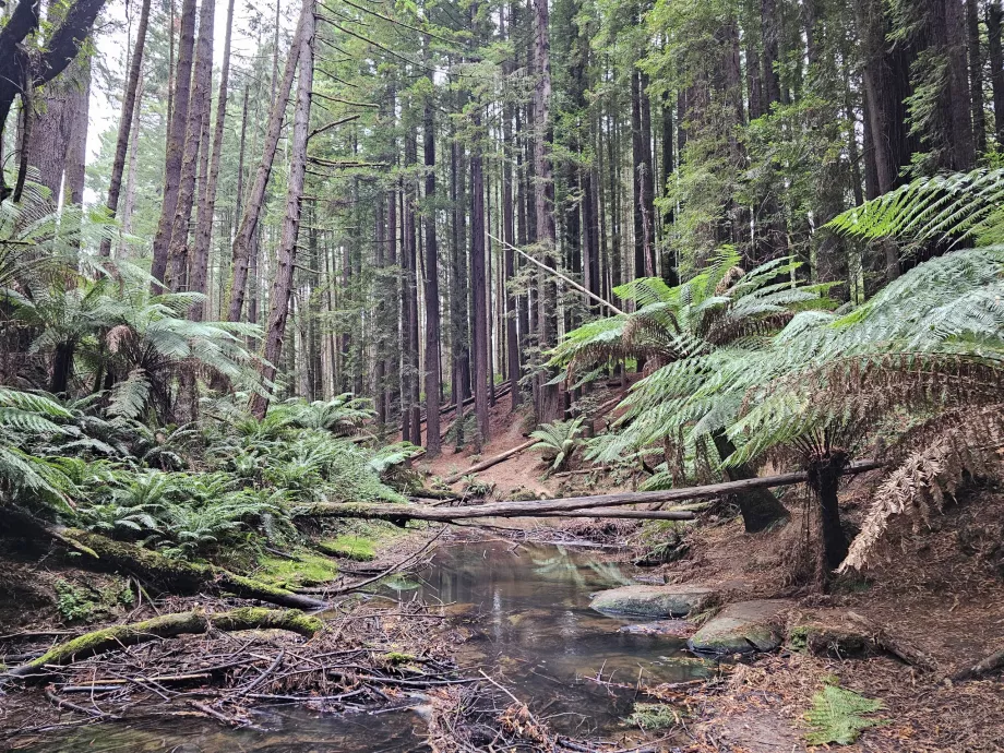 Rød skov
