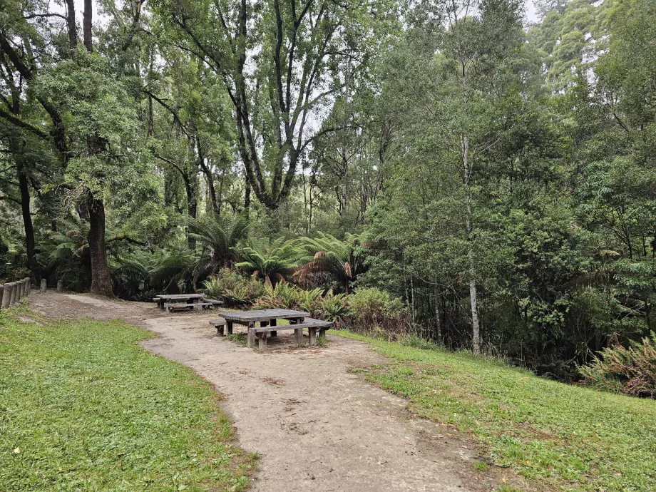 Rød skov