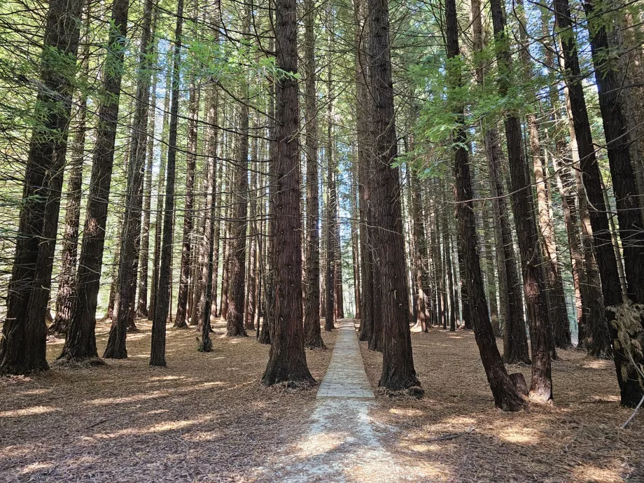 Vejen til Stevenson Falls gennem Redwoods