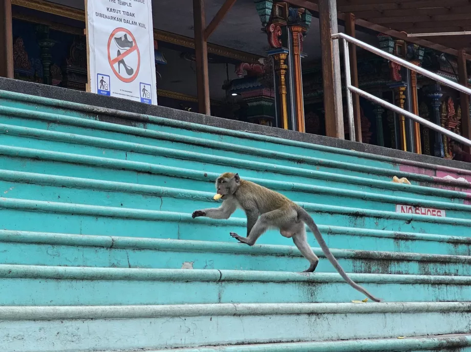 Aber i Batu Caves
