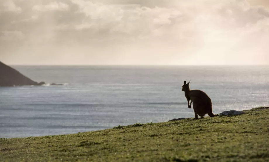 Kænguru i Australien