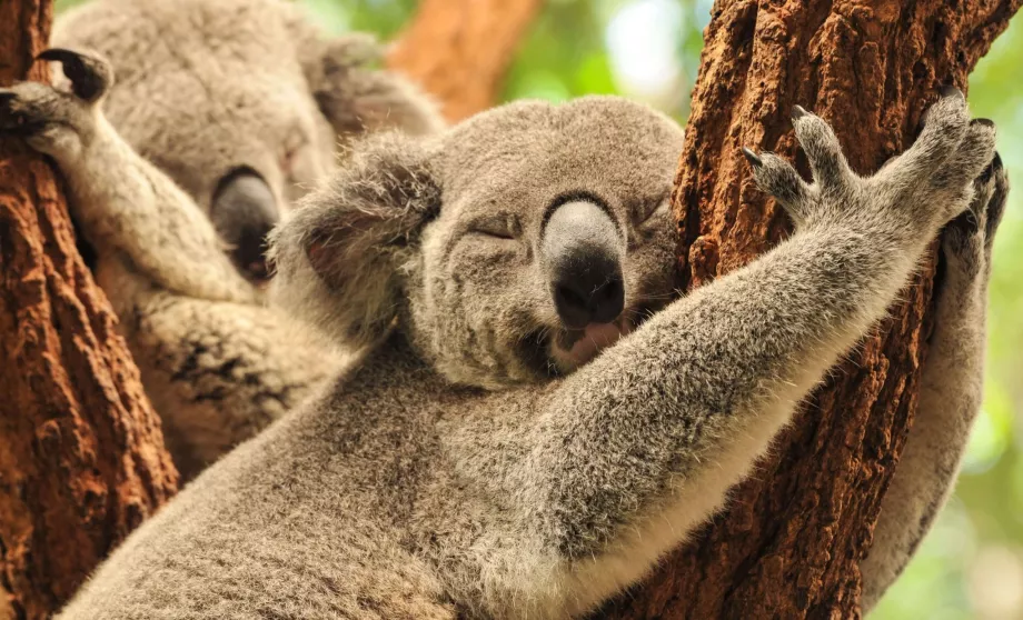 Lone Pine Koala