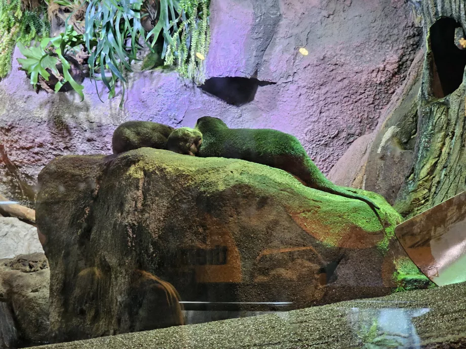 Akvarium