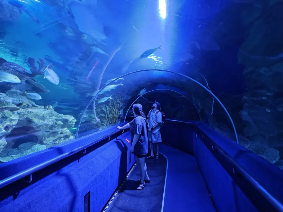 Undervandstunnel, akvarier