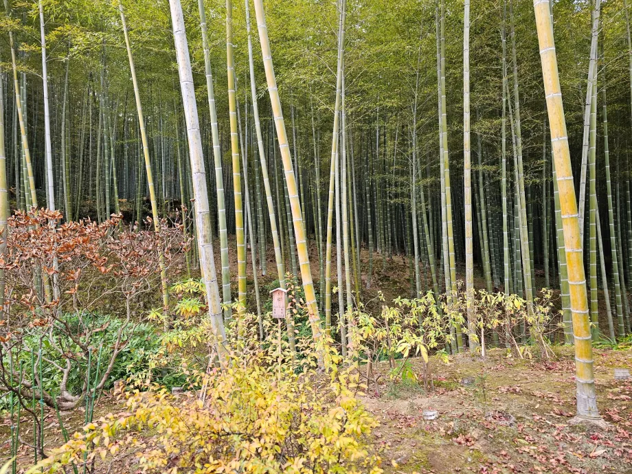 Arashiyama bambusskov