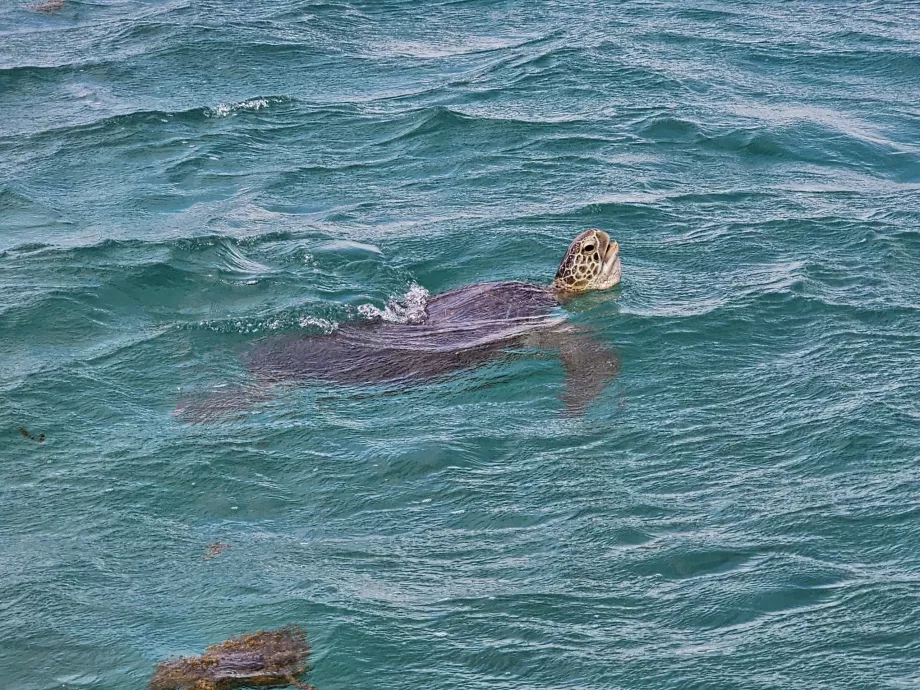 Skildpadde under krydstogtet