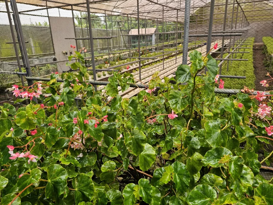 Plantage Vanille