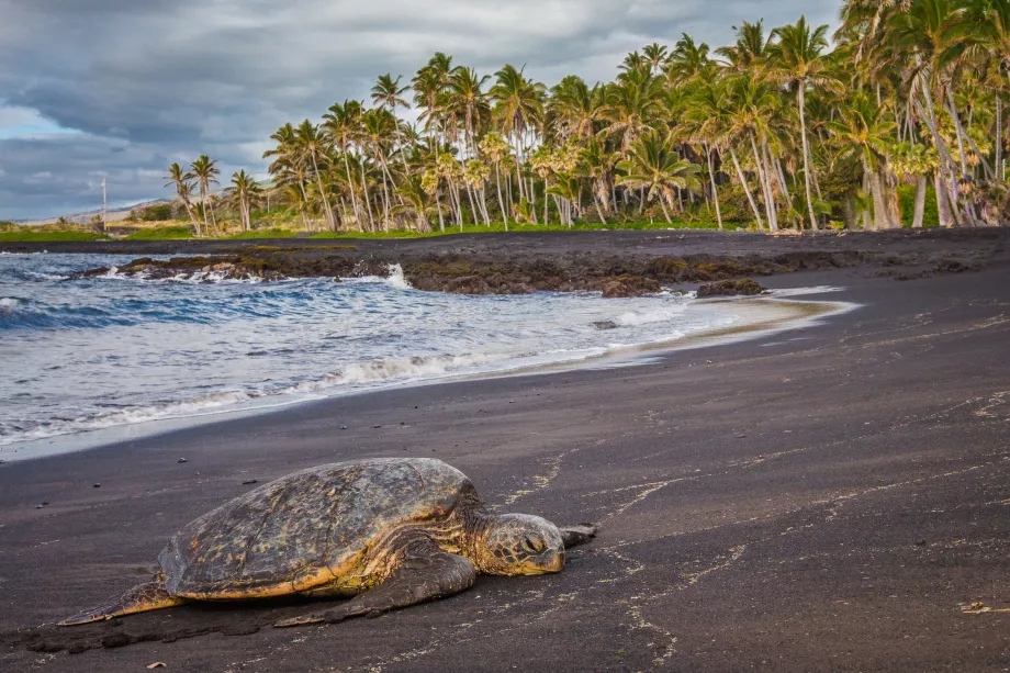 Skildpadder på Punaluu-stranden