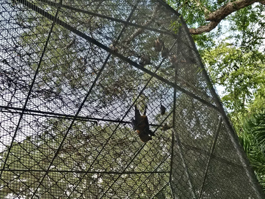 Flagermus i Casela Zoo