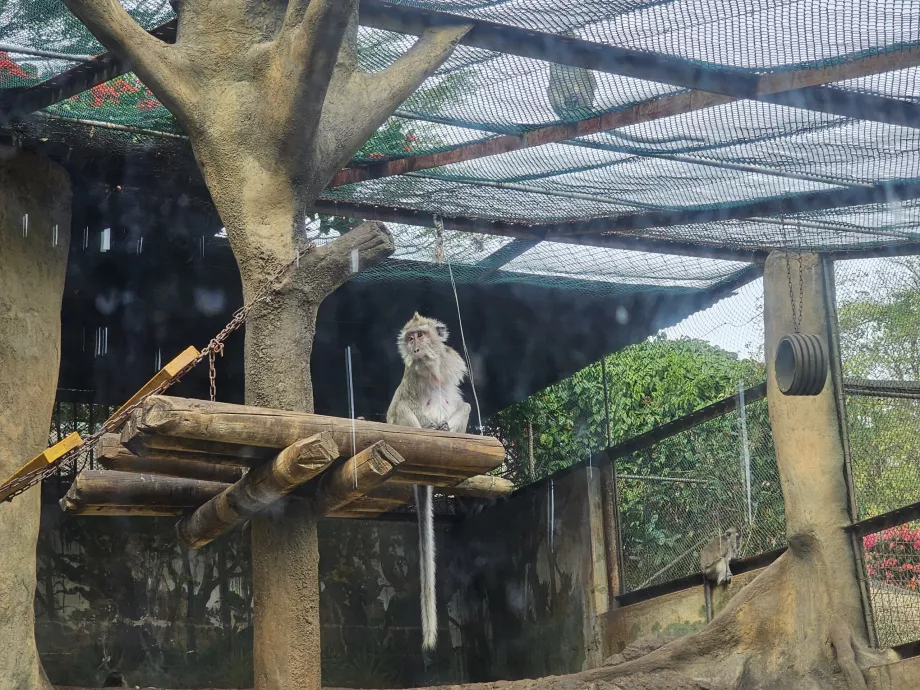 Aber i Casela Zoo
