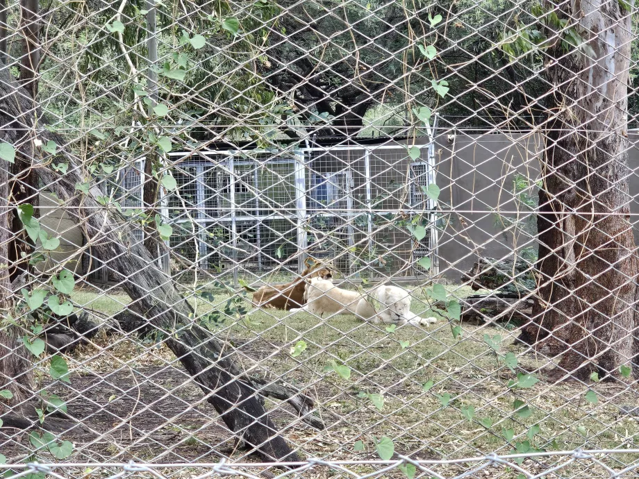 Løver i Casela Zoo