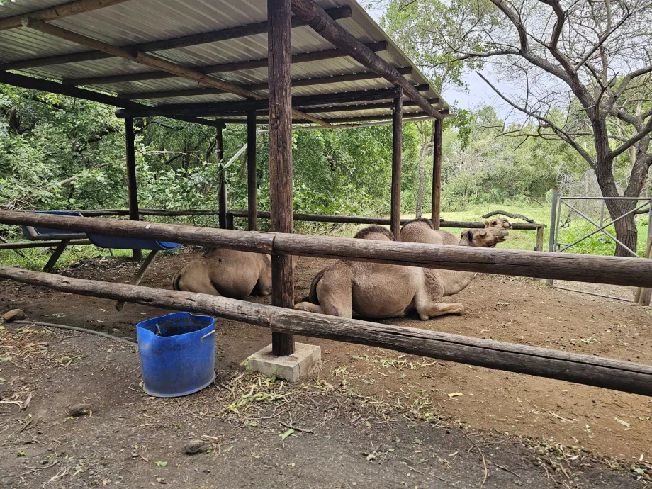 Kameler i Casela Zoo