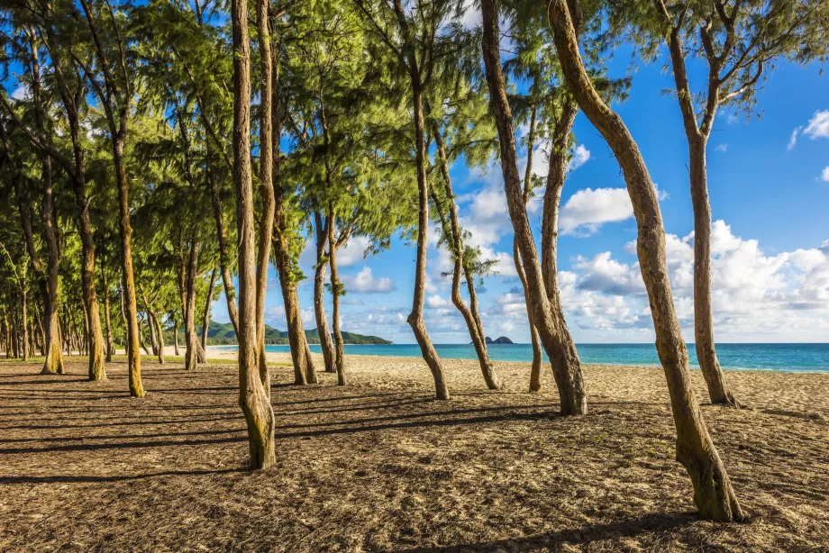 Træer på Waimanalo Beach