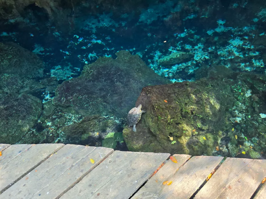 Skildpadder i Gran Cenote