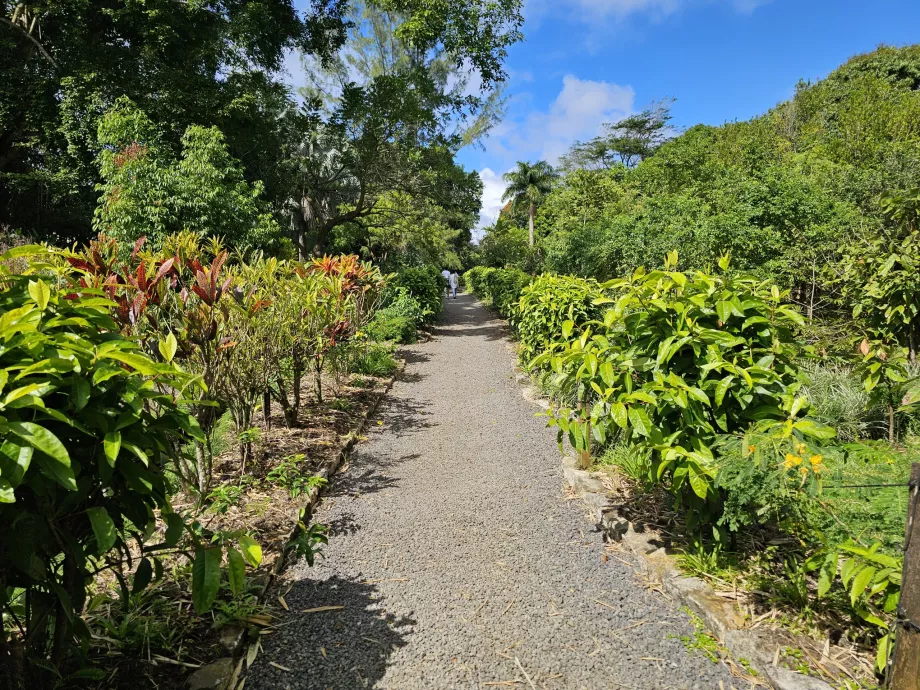 Saint Aubin, botanisk have