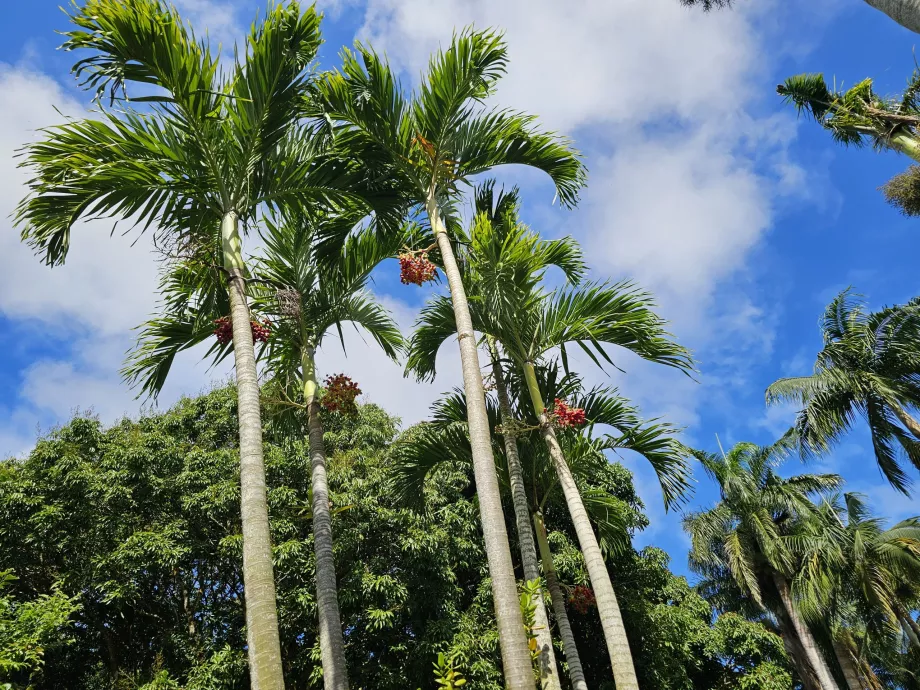 Saint Aubin, botanisk have