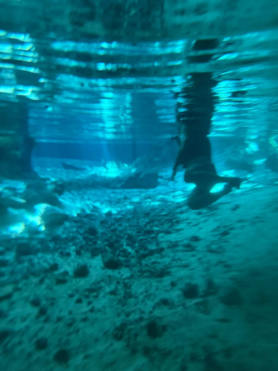 Et kig ned under vandet ved Gran Cenote