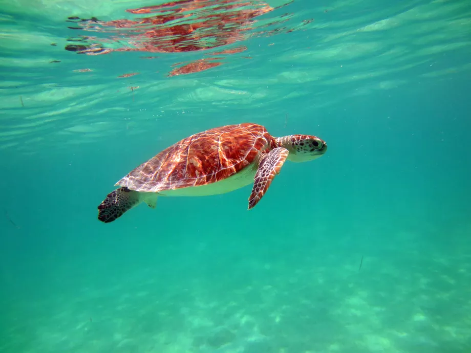 Skildpadder i Akumal-bugten