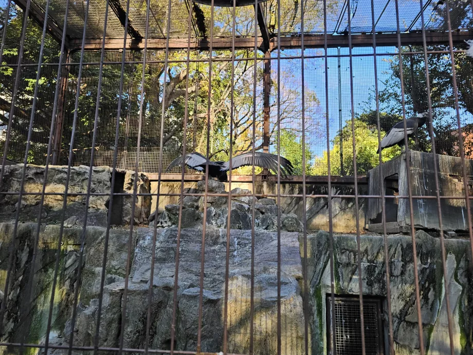 Gribbe i Ueno Zoo
