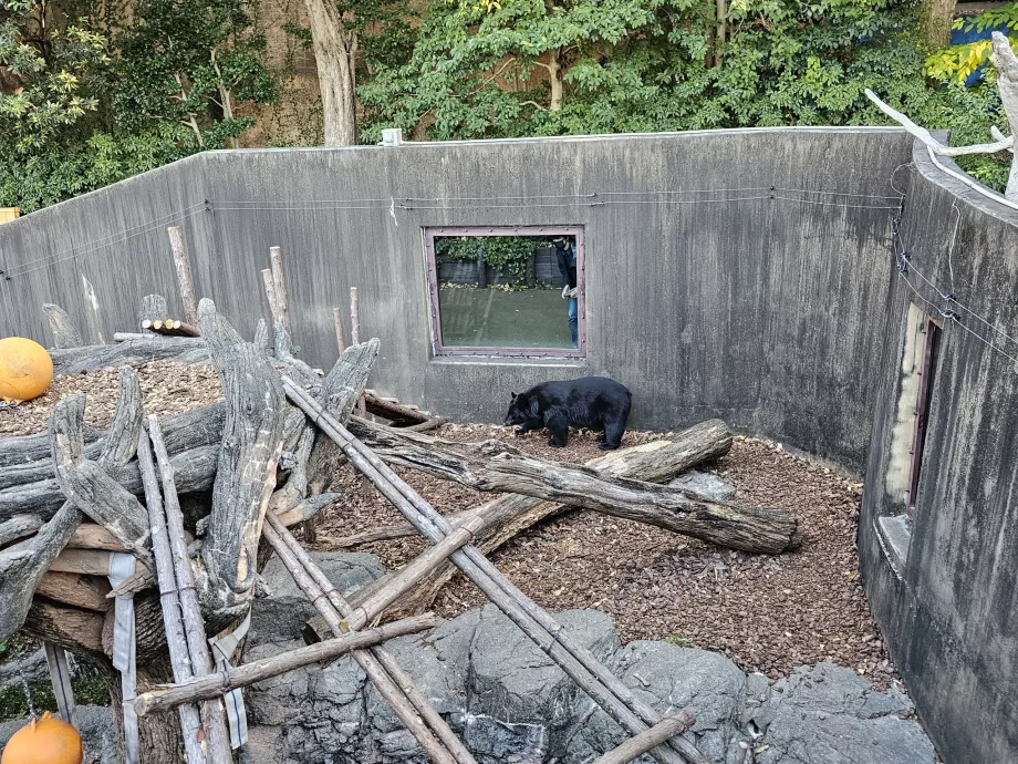 Bjørn i Ueno Zoo