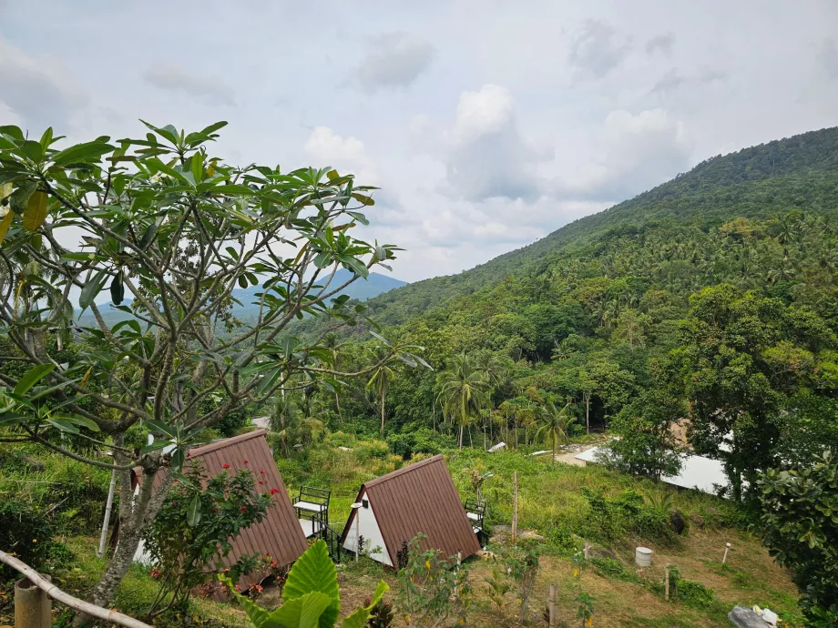 Jungle i det indre af Koh Phangan
