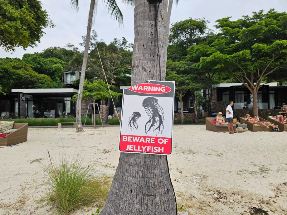 Rin Nai Beach, advarsel om vandmænd