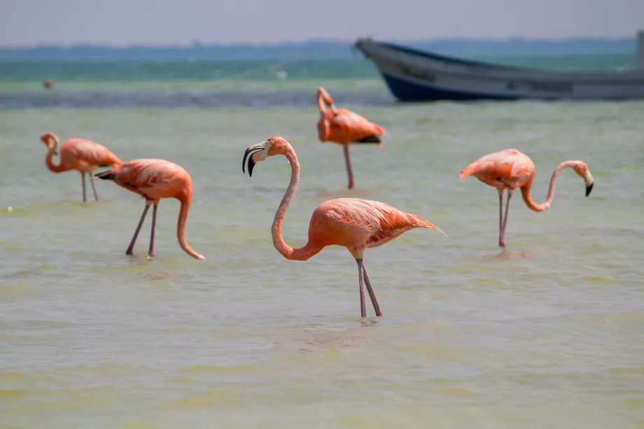 Flamingoer på Holbox