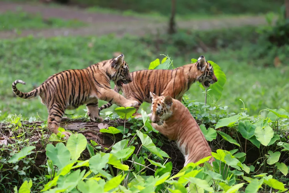 Ragunan Zoo