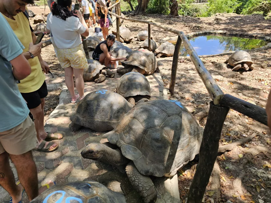 Prison Island, kæmpeskildpadder