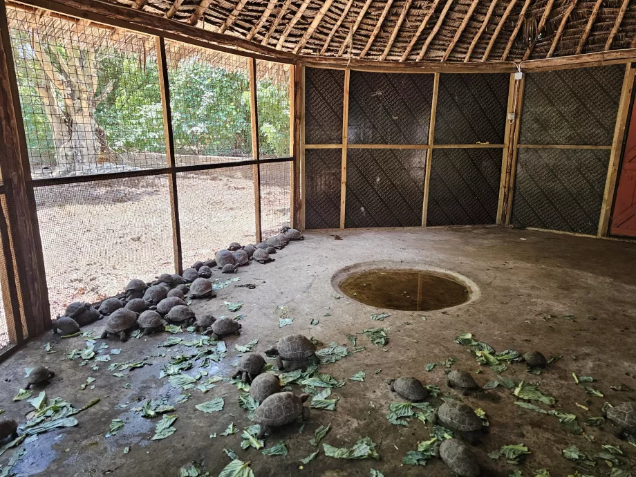 Prison Island, kæmpeskildpadder