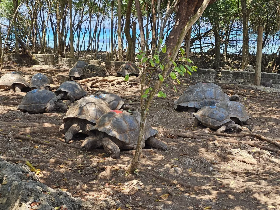Prison Island, kæmpeskildpadder