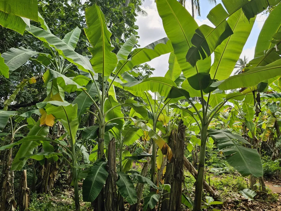 Banantræ