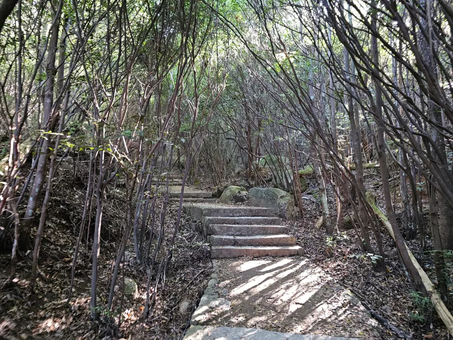 Omoto-rute