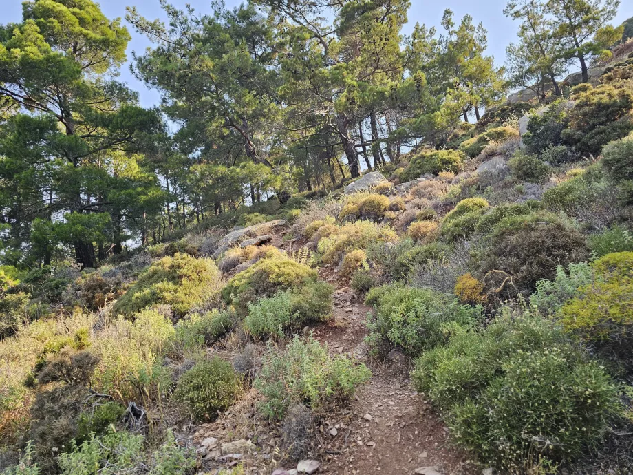 Turisme på Rhodos