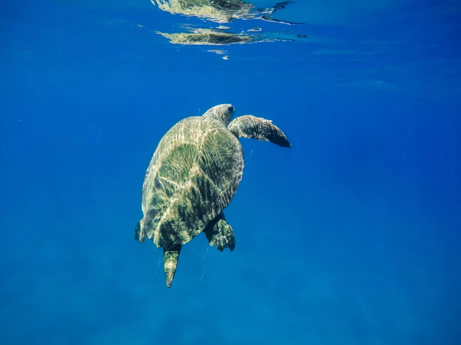 Skildpadder på Zakynthos