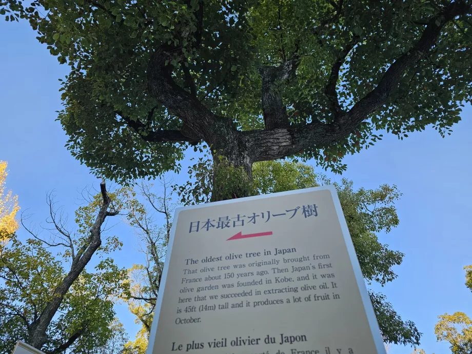 Minatogawa Shrine, det ældste oliventræ i Japan