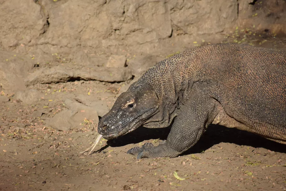 Komodovaran, Komodo-øerne, Indonesien