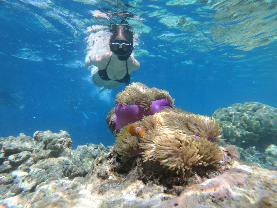 Manjerite Point, Komodo-øerne, Indonesien