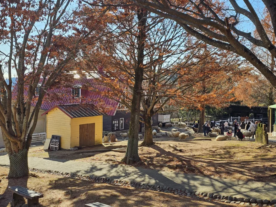 Rokkosans græsgange