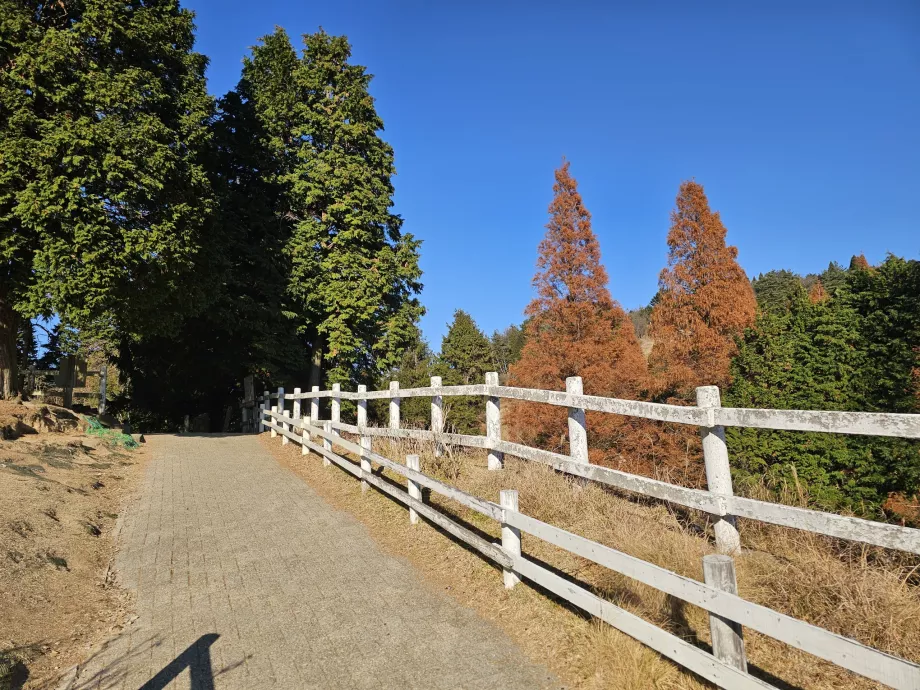 Rokkosans græsgange