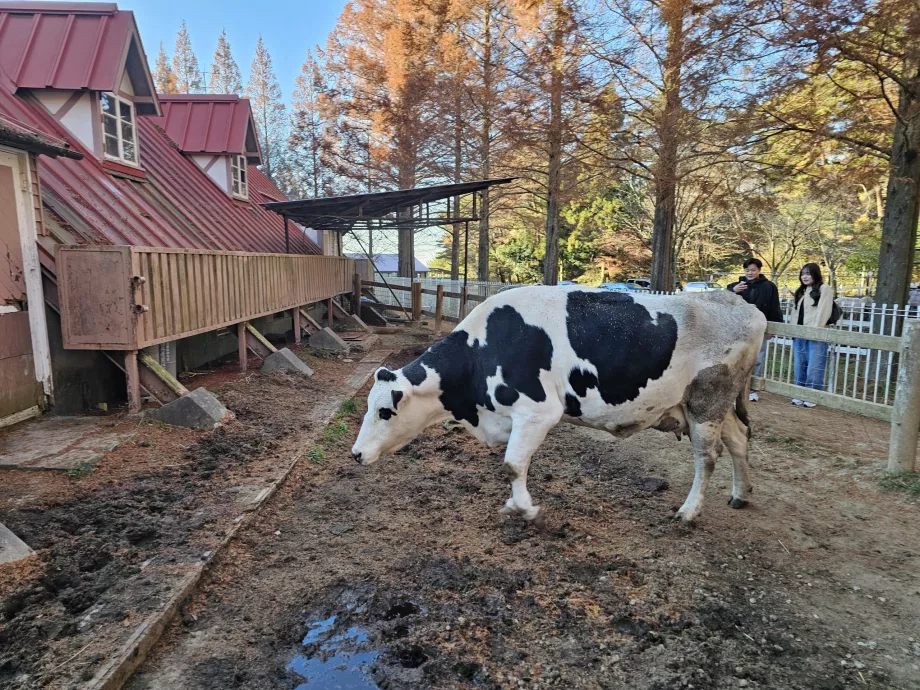 Rokkosans græsgange