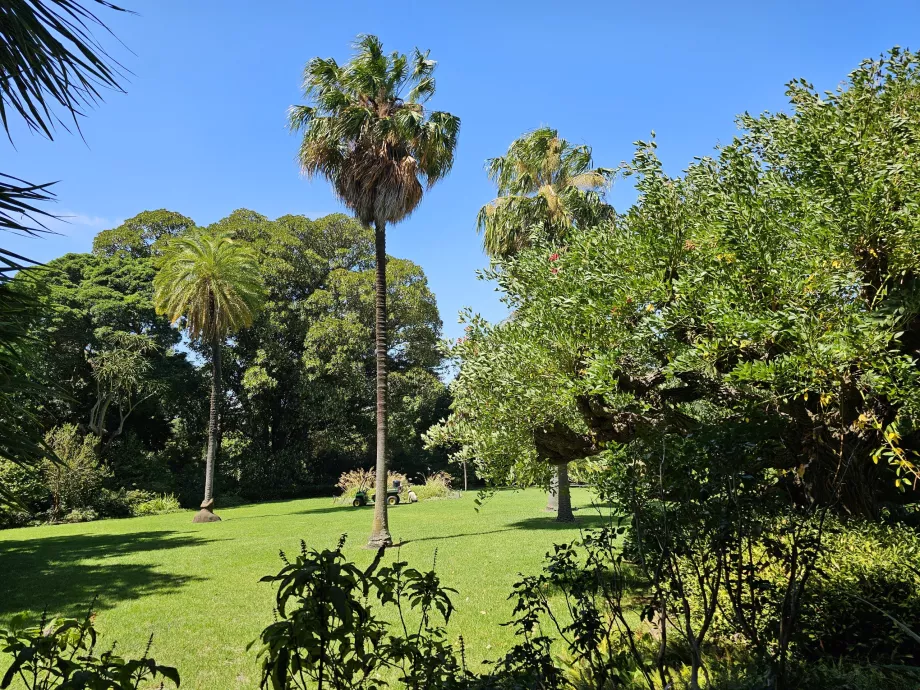 Den Kongelige Botaniske Have