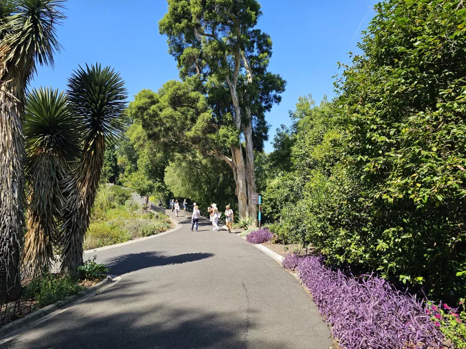 Den Kongelige Botaniske Have