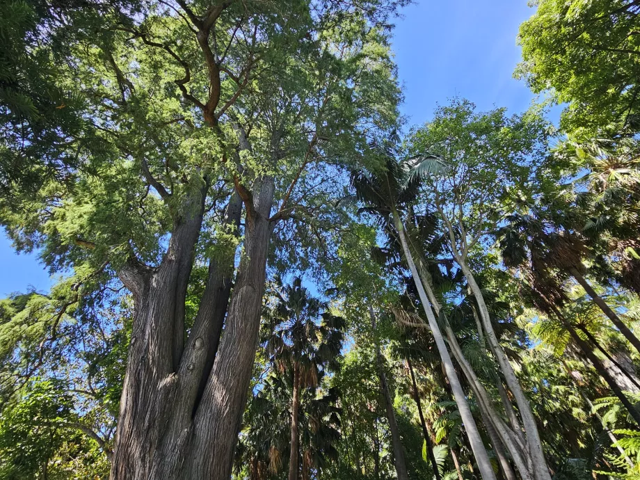 Den Kongelige Botaniske Have