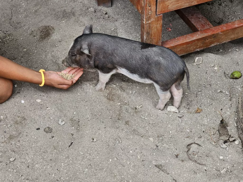 Fodring af grisene på Pig Island