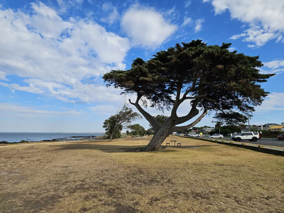 Williamstown Park